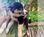 Small Photo #3 Australian Shepherd Puppy For Sale in AKRON, OH, USA