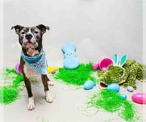 Mutt Dogs for adoption in Sanford, FL, USA