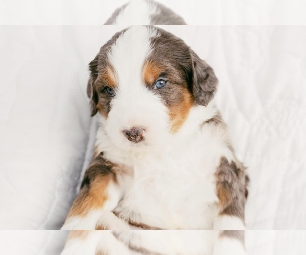 Medium Photo #5 Bernedoodle Puppy For Sale in LINDON, UT, USA