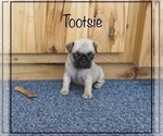 Puppy 3 Pug