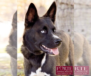 Sky - Female Border Collie-Siberian Husky Mix Dog for Adoption - Photo #10