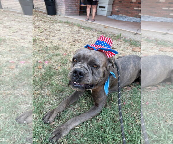 Medium Photo #2 Mutt Puppy For Sale in Goodyear, AZ, USA