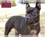 Small #6 American Staffordshire Terrier Mix