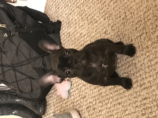 French Bulldog Puppy for sale in THORNVILLE, OH, USA