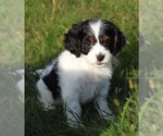 Puppy Puppy 3 Female Cavapoo