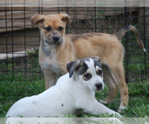 Medium Photo #14 Catahoula Leopard Dog-Unknown Mix Puppy For Sale in Spring, TX, USA