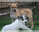 Small Photo #14 Catahoula Leopard Dog-Unknown Mix Puppy For Sale in Spring, TX, USA