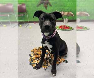 Mutt Dogs for adoption in Williamsburg, IA, USA