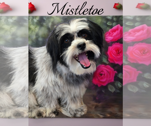Medium Photo #1 Shih Tzu-Unknown Mix Puppy For Sale in Phelan, CA, USA
