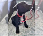 Small #17 Mutt