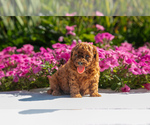 Puppy Sheryl Cavapoo