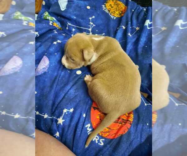 Medium Photo #34 American Pit Bull Terrier Puppy For Sale in DANNEBROG, NE, USA