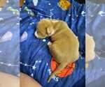 Small Photo #34 American Pit Bull Terrier Puppy For Sale in DANNEBROG, NE, USA