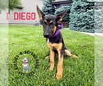 Small #2 German Shepherd Dog
