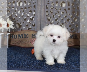 Shih Tzu Puppy for sale in MOUNT VERNON, OH, USA