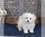 Small Shih Tzu