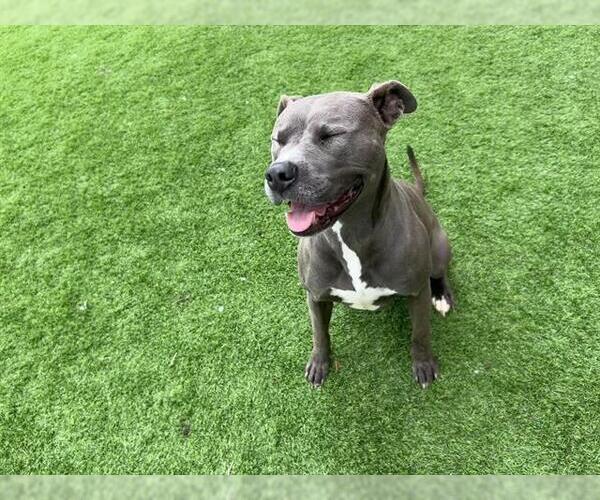 Medium Photo #2 American Staffordshire Terrier-Unknown Mix Puppy For Sale in Grand Prairie, TX, USA