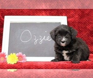 Cock-A-Poo-Pomsky Mix Puppy for sale in FREDERICKSBG, OH, USA