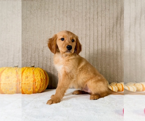 Medium Photo #3 Golden Retriever Puppy For Sale in INDIANAPOLIS, IN, USA