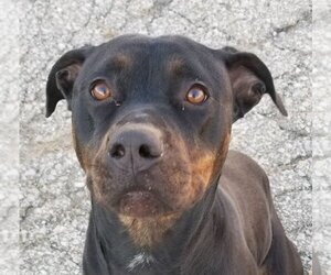 Rottweiler-Unknown Mix Dogs for adoption in Topeka, KS, USA