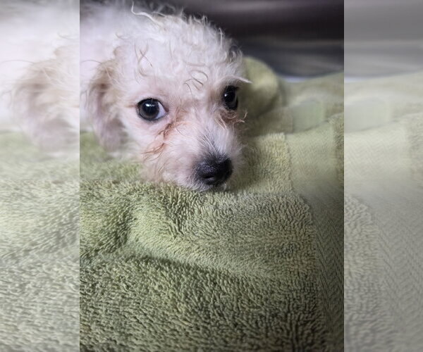 Medium Photo #2 ShihPoo Puppy For Sale in Pipe Creek, TX, USA