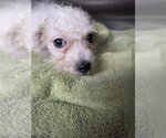 Small Photo #2 ShihPoo Puppy For Sale in Pipe Creek, TX, USA