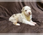 Small Photo #9 Australian Shepherd Puppy For Sale in EUSTIS, FL, USA