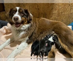 Australian Shepherd Puppy for sale in RANDOLPH, NY, USA