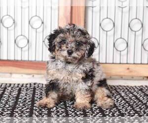 Poodle (Toy) Puppy for sale in NAPLES, FL, USA