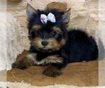 Small #6 Yorkshire Terrier