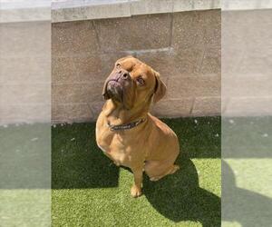 Dogue de Bordeaux Dogs for adoption in Derwood, MD, USA