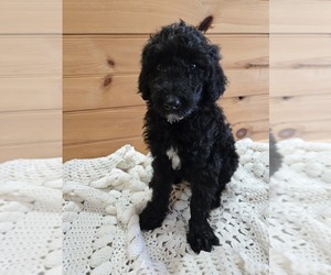 Poodle (Standard) Puppy for sale in WILLIAMSTOWN, KY, USA
