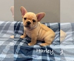 Small #3 French Bulldog