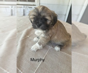 Lhasa Apso Puppy for Sale in JACKSON, Mississippi USA