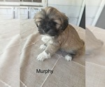 Image preview for Ad Listing. Nickname: Murphy