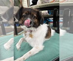 Small #2 Papillon Mix