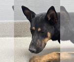 Small German Shepherd Dog Mix