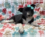 Small Photo #14 Australian Cattle Dog-Border Collie Mix Puppy For Sale in LAKELAND, FL, USA