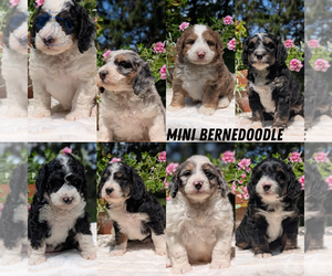Miniature Bernedoodle Litter for sale in GOSHEN, IN, USA