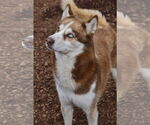 Small Siberian Husky