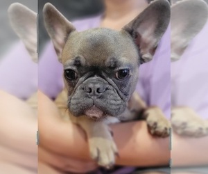 Medium French Bulldog