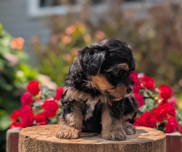 Medium Photo #7 Yorkipoo Puppy For Sale in GOSHEN, IN, USA