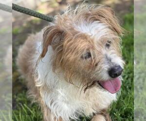 Mutt Dogs for adoption in San Diego, CA, USA