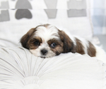 Small Photo #4 Shih Tzu Puppy For Sale in MARIETTA, GA, USA