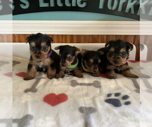 Yorkshire Terrier Puppy for sale in ROCHESTER, MI, USA