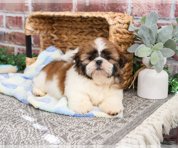 Medium Photo #1 Shih Tzu Puppy For Sale in SYRACUSE, IN, USA