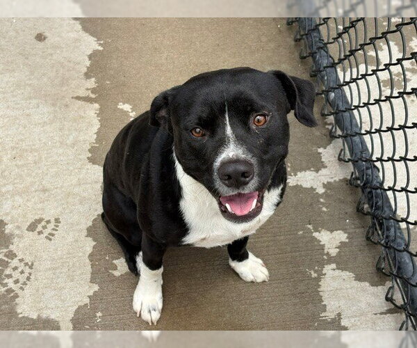 Medium Photo #2 Mutt Puppy For Sale in Tulsa, OK, USA