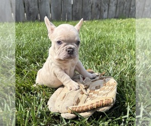 French Bulldog Puppy for sale in MIDDLEBURY, IN, USA