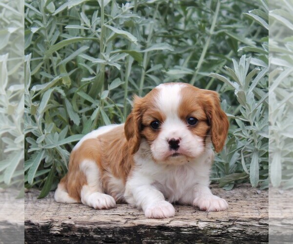 View Ad Cavalier King Charles Spaniel Puppy for Sale near