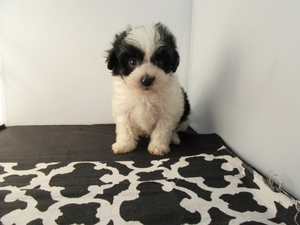 Mal-Shi Puppy for sale in La Mirada, CA, USA